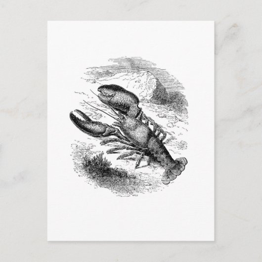 Carte Postale Homard américain (Devant)