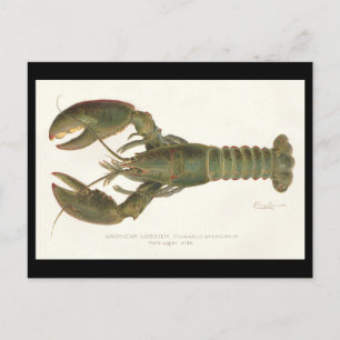 Carte Postale Homard américain - Sherman Denton Fish Lithograph