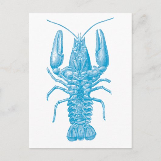 Carte Postale Homard bleu (Devant)