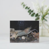 Carte Postale Homard épineux (Debout devant)