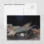 Carte Postale Homard épineux (Devant / Derrière)