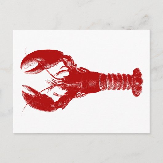 Carte Postale Homard rouge profond sur blanc (Devant)