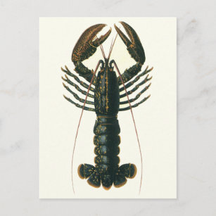 Carte Postale Homard vintage, Marine Ocean Life Crustacean