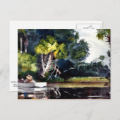 Carte Postale Homer - Homosassa Jungle (Devant / Derrière)