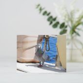 Carte Postale Homing Pigeon (Debout devant)