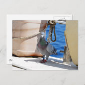 Carte Postale Homing Pigeon (Devant / Derrière)