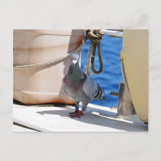 Carte Postale Homing Pigeon (Devant)