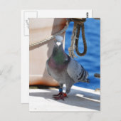 Carte Postale Homing Pigeon (Devant / Derrière)