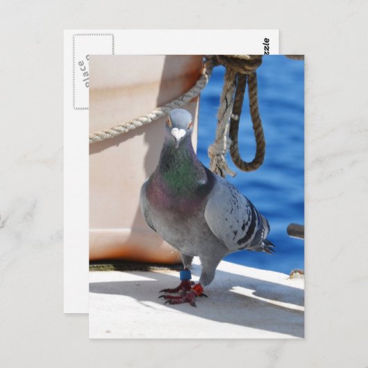 Carte Postale Homing Pigeon (Devant / Derrière)