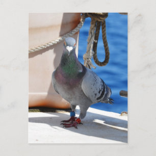 Carte Postale Homing Pigeon