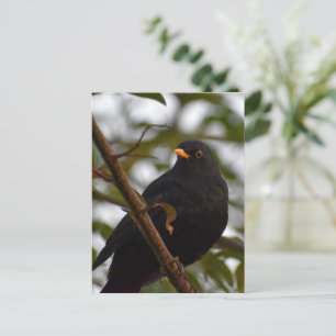 Carte Postale Homme Blackbird