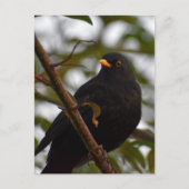 Carte Postale Homme Blackbird (Devant)