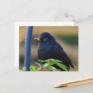 Carte Postale Homme Blackbird