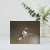 Carte Postale Homme Broad - colibri à queue (Debout devant)