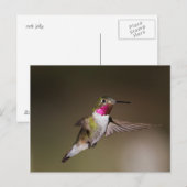 Carte Postale Homme Broad - colibri à queue (Devant / Derrière)