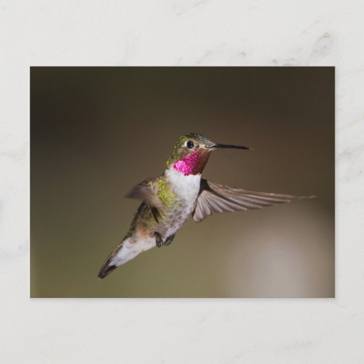 Carte Postale Homme Broad - colibri à queue (Devant)