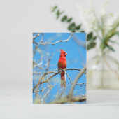 Carte Postale Homme Cardinal (Debout devant)