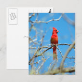 Carte Postale Homme Cardinal (Devant / Derrière)
