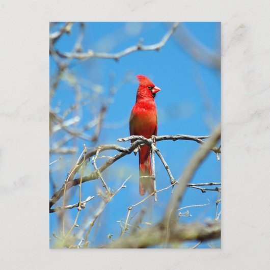 Carte Postale Homme Cardinal (Devant)