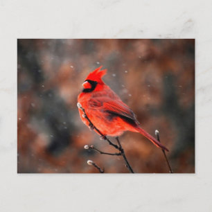 Carte Postale Homme Cardinal Bird