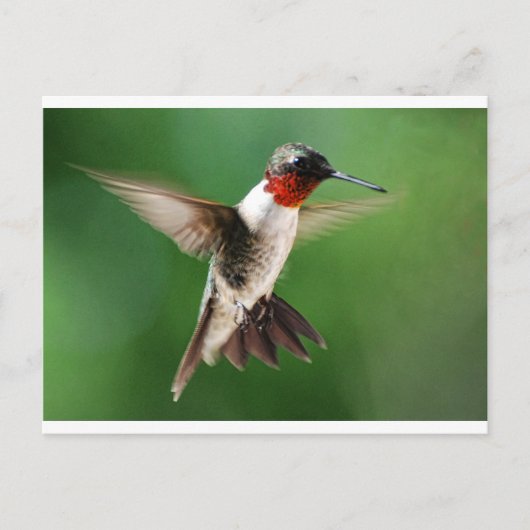 Carte Postale Homme colibri (Devant)