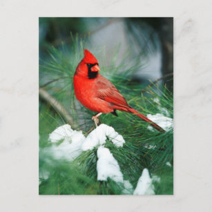 Carte Postale Homme du Cardinal du Nord sur l'arbre, IL