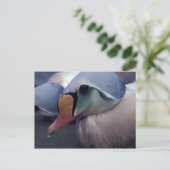 carte postale homme eider king (Debout devant)