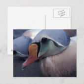 carte postale homme eider king (Devant / Derrière)