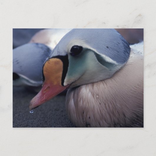 carte postale homme eider king (Devant)