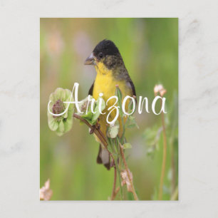 Carte Postale Homme Goldfinch perché sur des fleurs