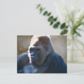 Carte Postale Homme Gorilla (Debout devant)