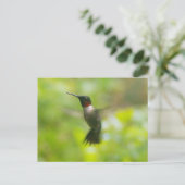 Carte postale Homme Ruby Throat Hummingbird (Debout devant)