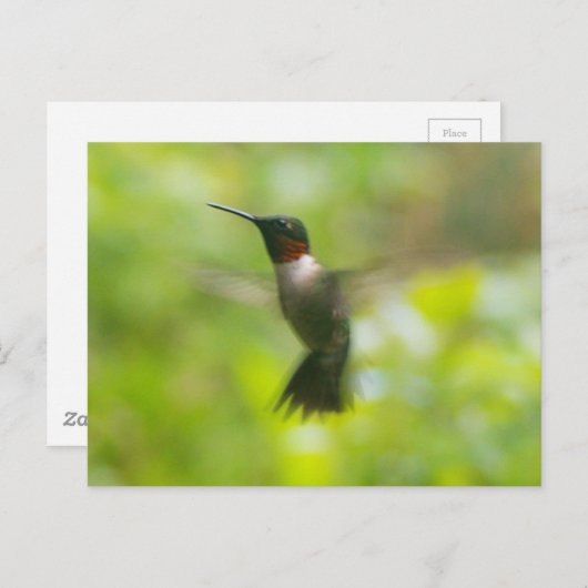 Carte postale Homme Ruby Throat Hummingbird (Devant / Derrière)