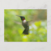 Carte postale Homme Ruby Throat Hummingbird (Devant)