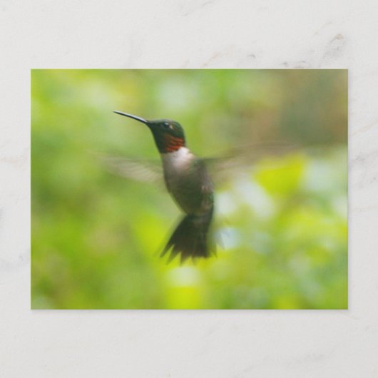 Carte postale Homme Ruby Throat Hummingbird (Devant)