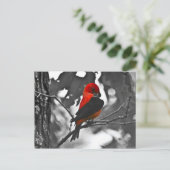 Carte Postale Homme Scarlet Tanager (Debout devant)