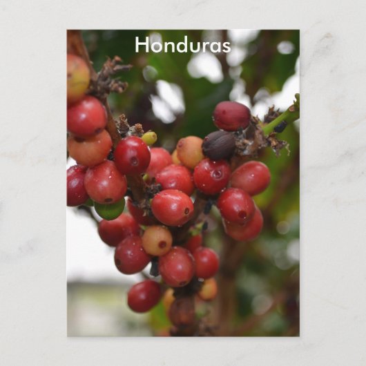 Carte Postale Honduras Coffee Beans (Devant)