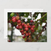 Carte Postale Honduras Coffee Beans (Devant / Derrière)