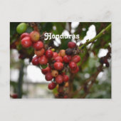 Carte Postale Honduras Coffee Beans (Devant)