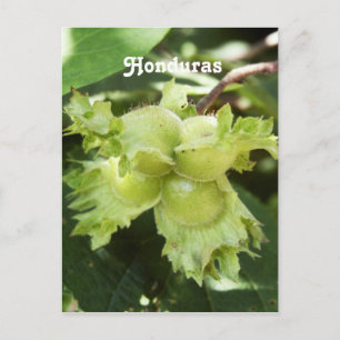 Carte Postale Honduras Noisettes