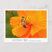 Carte Postale Honey Bee & Golden Cosmos (Devant)