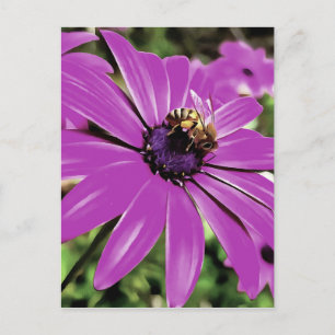 Carte Postale Honey Bee Sur Un Daisy Africain Violet