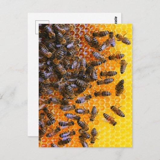 CARTE POSTALE HONEY BEES (Devant / Derrière)