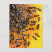 CARTE POSTALE HONEY BEES (Devant)