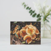 Carte Postale Honey Fungus Armillaria Mellea (Debout devant)
