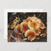 Carte Postale Honey Fungus Armillaria Mellea (Devant / Derrière)