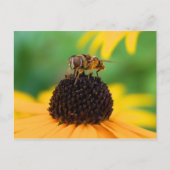 Carte Postale Honeybee - Le centre d'attention (Devant)