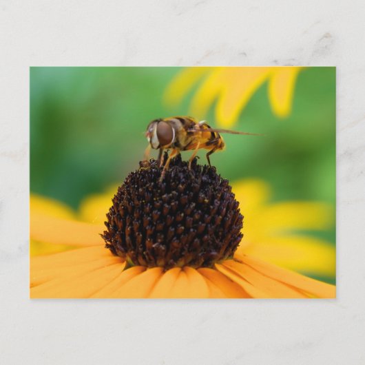Carte Postale Honeybee - Le centre d'attention (Devant)
