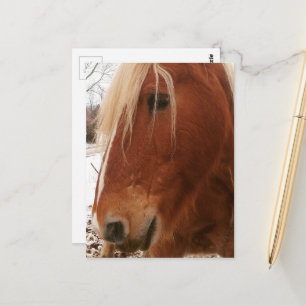 Carte Postale Hongre Cheval Belge