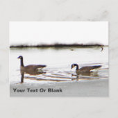 Carte Postale Honkers - Oies du Canada (Devant)